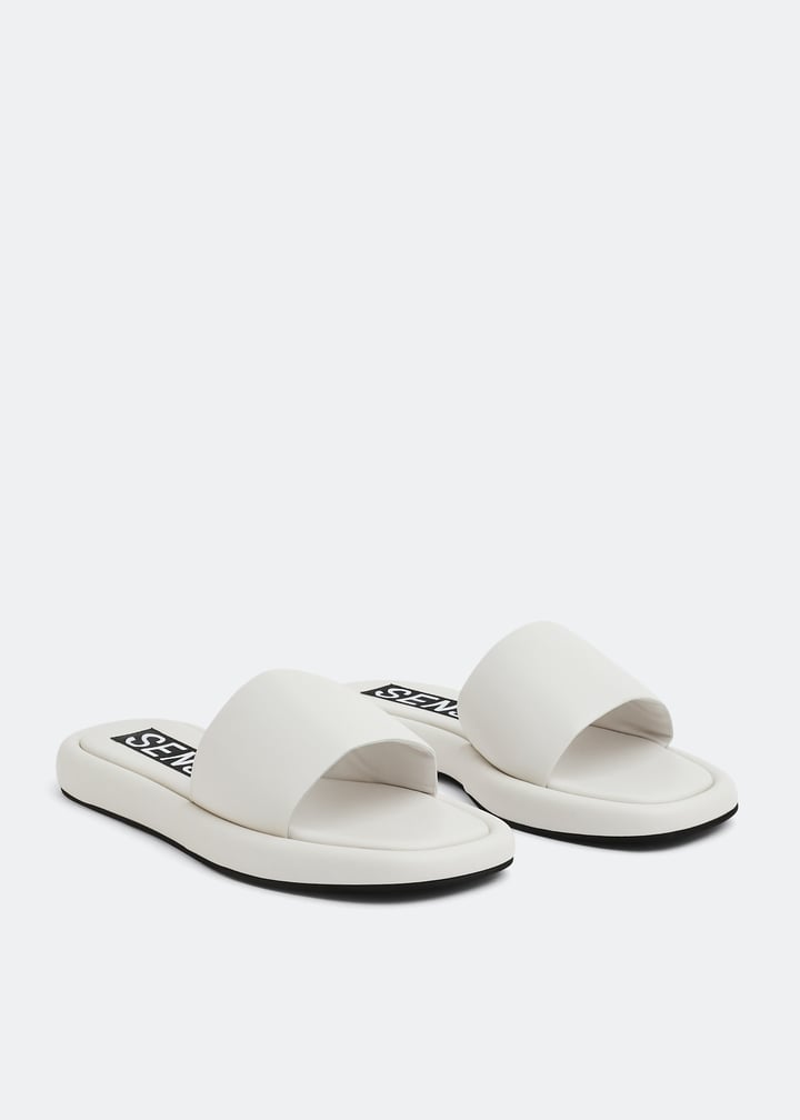 bentleyi-chalk_5.jpg?ts=20220907033012